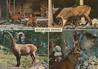 Wildpark-Brienz