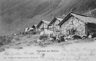 Alphütten-am-Rothorn-Kühe-Schweine